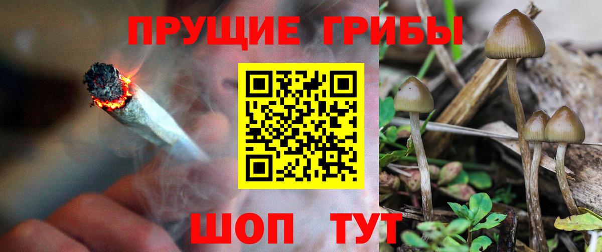 Тайшет  Псилоцибиновые грибы MAGIC MUSHROOMS  Вход с VPN 